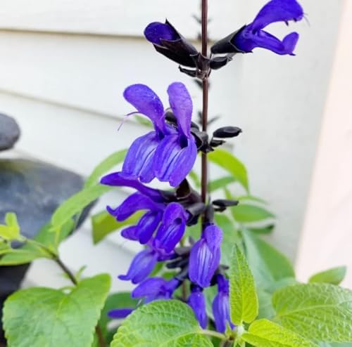 Black and Blue Salvia Guaranitica – Live Perennial Plant 3" Pot – Hummingbirds - Image 6