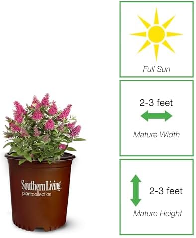 Perfect Plants Li'l Raspberry Butterfly Bush, 1 Gallon, Live Plant - Image 2