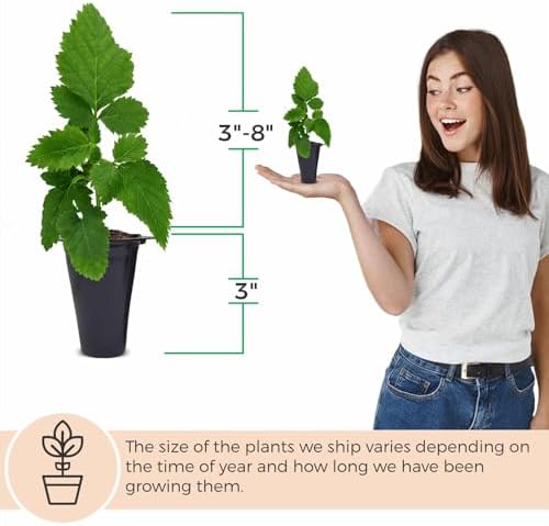 BlackBerry Plants Sweetie Pie (4 Pack) Live for Sale | Easy to Grow Plants | Edible Fruit Plant for Sustainable Living | Grow Your own Food on Your Organic Garden | Live for Planting | - Image 4