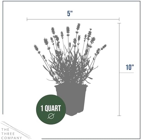 Lavender (2 Pack) - White Blooms, Live Fragrant & Aromatic Flowering Perennial, 10" Tall by 5" Wide in 1 Qt Pot - Image 4