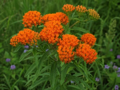 4 Orange Butterfly Milkweed Live Plant Asclepias Tuberosa Plants by Unknown