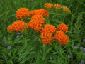 2 Orange Butterfly Milkweed Live Plant Asclepias Tuberosa Plants by Unknown