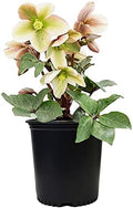 Live Plant Helleborus-X 'Ivory Prince' (Christmas Rose) Walhelivor Perennial, 1-Gallon Potted Plant from Green Promise Farms by GreenPromiseFarms