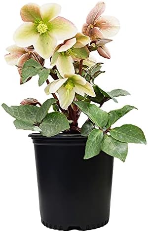 Live Plant Helleborus-X 'Ivory Prince' (Christmas Rose) Walhelivor Perennial, 1-Gallon Potted Plant from Green Promise Farms by GreenPromiseFarms