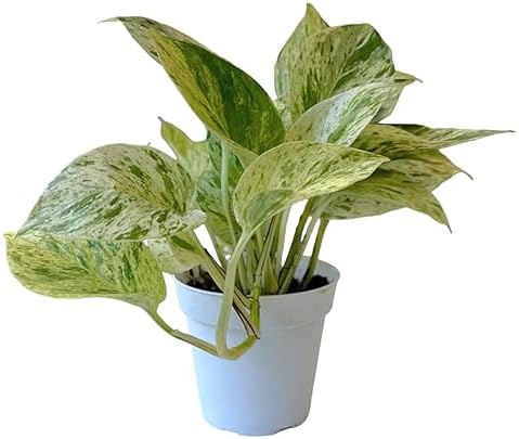 Pothos Live Indoor Plant, 4 inch Pot, Variegated White and Green Leaves - Easy to Care for - Perfect for Indoor and Outdoor Home Decor, Office, and Gift (Snow Queen Pothos) - Image 2