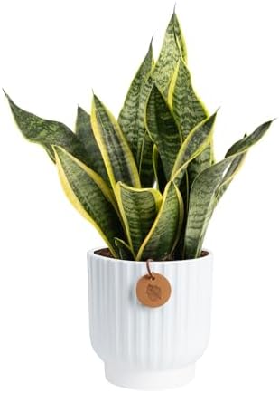 Costa Farms Snake Plant, Live Indoor Plant, 12-20 in. Tall, Decorative Pot by Unknown