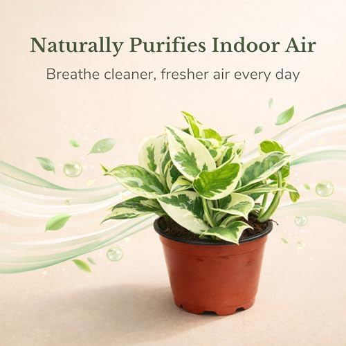 Pothos N'Joy Live Plant, 4 Inch Variegated Indoor Houseplant - Image 6