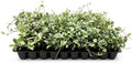 Variegated Asiatic Jasmine | 20 Live Plants | Trachelospermum Asiaticum | Fast Growing Ground Cover, Evergreen Foliage, Low Maintenance Vine, Landscaping Shrub, Drought Tolerant Plant by FloridaFoliage