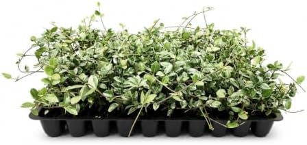 Variegated Asiatic Jasmine | 20 Live Plants | Trachelospermum Asiaticum | Fast Growing Ground Cover, Evergreen Foliage, Low Maintenance Vine, Landscaping Shrub, Drought Tolerant Plant by FloridaFoliage