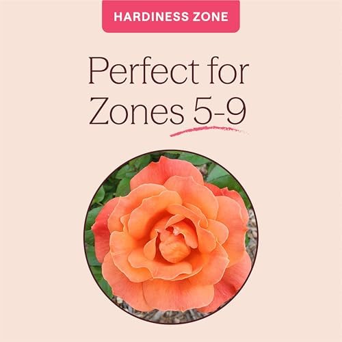 Heirloom Floribunda Roses, Live Own Root Plant, Sunbelt® Sierra Lady™ - Image 5