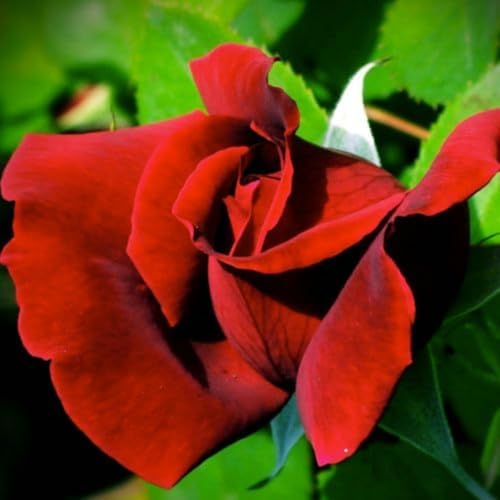 Black Red Velvet Climbing Rose Live Plant, 6 Months Old Starter, Fragrant Purple Climbing Roses for Planting Outdoor, No Pot - Image 4