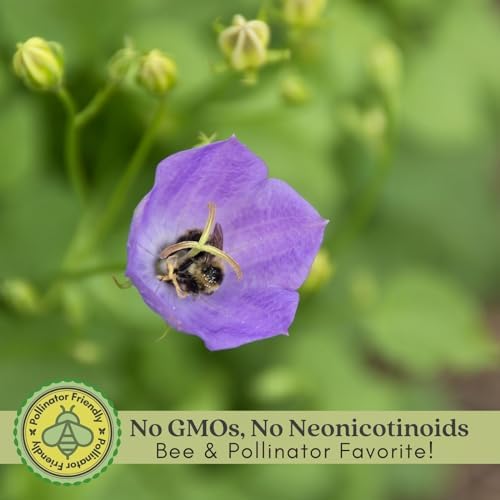Clovers Garden Campanula (Bellflower) Rapido Blue Plants – Two (2) Live Plants – Non-GMO - Not Seeds - Each 3" to 6" Tall – in 4" Inch Pots – Perennial, Hummingbird & Bee Favorite - Image 3