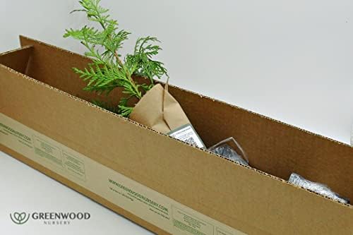 Greenwood Nursery: Live Trees - Green Giant Arborvitae Tree + Thuja Standishii X Plicata - [Qty: 5X 2.5 Pots] - (Click for Other Available Plants/Quantities) - Image 2