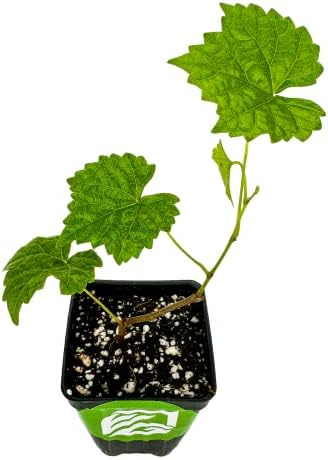 Alachua Muscadine Grape Vine (1-Pack) Live Plant by Wellspring Gardens by WellspringGardens