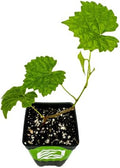 Alachua Muscadine Grape Vine (1-Pack) Live Plant by Wellspring Gardens by WellspringGardens