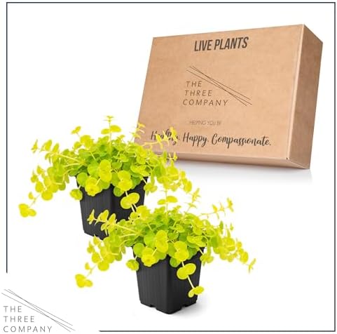 Creeping Jenny (Lysimachia nummularia) (2 Pack) - Live Trailing Ground Cover Perennial, 6" Tall by 4" Wide in 1 Pt Pot - Image 5