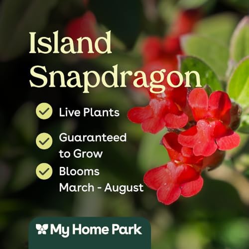 Island Snapdragon 6 Live Plants (Galvezia speciosa) – California Native Evergreen Shrub for Outdoor Gardens, Hummingbird Friendly Flowers, Drought Tolerant Landscaping - Image 3