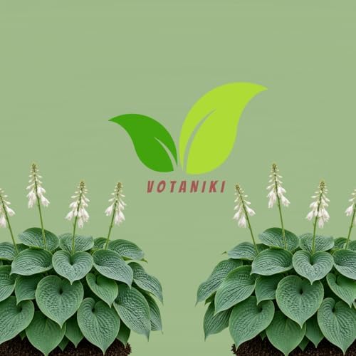 Votaniki Hosta Sieboldiana Elegans Bare Root Perennial Plant Huge Blue Gray Rounded Leaves Slug Resistant Shade Garden Plant White Midsummer Flowers Woodland Focal Point (Pack of 3) - Image 7