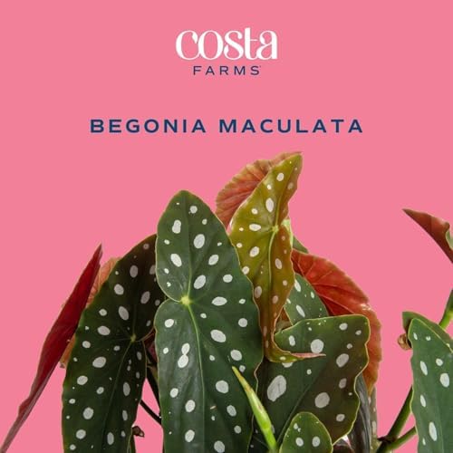Costa Farms Begonia, Live Indoor Plant, Easy Care, Home Decor - Image 3