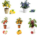 Bonsai Fruit Tree Mix Seeds for Planting, Lemon 40, Apple 42, Cherry 20, Orange 40, Blueberry 20 Seeds, 5 Variety Fruit Tree Seed for Home Bonsai Outdoor, Heirloom Non-GMO by Unknown