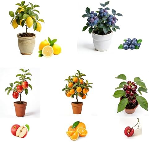 Bonsai Fruit Tree Mix Seeds for Planting, Lemon 40, Apple 42, Cherry 20, Orange 40, Blueberry 20 Seeds, 5 Variety Fruit Tree Seed for Home Bonsai Outdoor, Heirloom Non-GMO by Unknown
