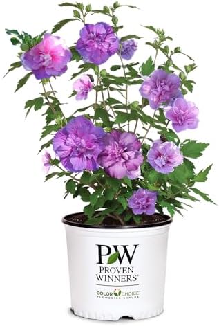 Proven Winners 2 Gal. Dark Lavender Chiffon Rose of Sharon (Hibiscus) Shrub by Unknown