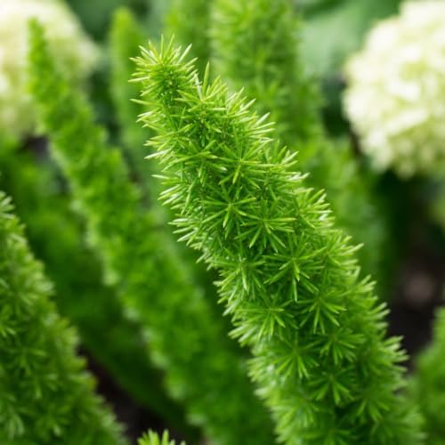 Foxtail Fern Myers | 30 Live Plants | Asparagus Densiflorus Myersii | Unique Tropical Landscape Groundcover - Image 3