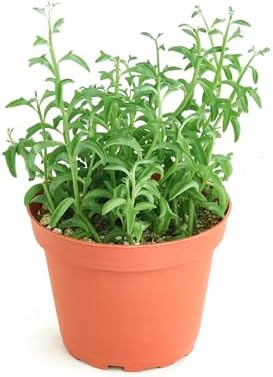 Shop Succulents String of Dolphins Hanging Succulent, Senecio Peregrinus, Fully Rooted Live 4" Succulent Plant, Low Maintenance Indoor Plant, Trailing Succulents, Gift & Garden by ShopSucculents