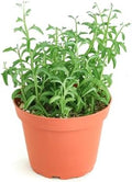 Shop Succulents String of Dolphins Hanging Succulent, Senecio Peregrinus, Fully Rooted Live 4" Succulent Plant, Low Maintenance Indoor Plant, Trailing Succulents, Gift & Garden by ShopSucculents