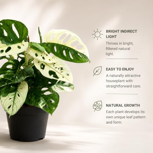 Monstera Albo Live Plant, Variegated Adansonii Swiss Cheese 4 Inch - Image 3