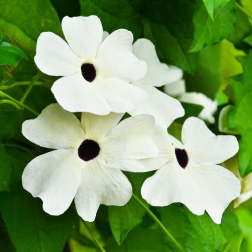 Park Seed White Black-Eyed Susan Vine Thunbergia – Pack of 25 - Image 4