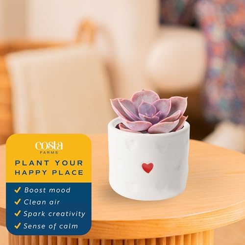 Costa Farms Mini Succulents, Live Indoor Plant, Easy Care, Home Decor - Image 5