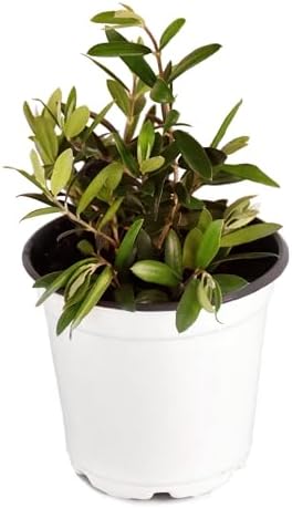 American Plant Exchange Assorted Olive Tree – Live Indoor/Outdoor Olive Plant, 4-Inch Pot – Grower’s Choice (Leccino, Coratina, or Wilsonii) for Patio, Garden, and Home Décor by AmericanPlantExchange
