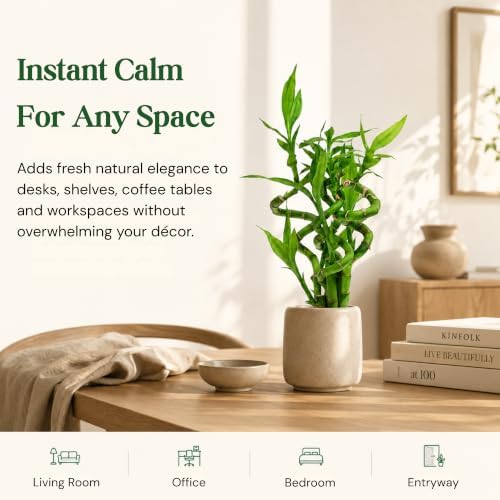 Lucky Bamboo Live Plant, Curly Bamboo Houseplant, Dracaena Sanderiana - Image 6