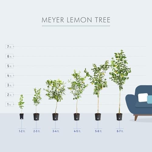 Brighter Blooms Meyer Lemon Tree, 1-2 ft. - Image 5