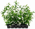 Star Confederate Jasmine | 1 Large 4 Inch Pot | Trachelospermum jasminoides | Flowering Vine Plants | Evergreen Ground Cover for Landscaping by FloridaFoliage
