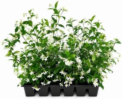 Star Confederate Jasmine | 3 Large 4 Inch Pots | Trachelospermum jasminoides | Flowering Vine Plants | Evergreen Ground Cover for Landscaping by FloridaFoliage