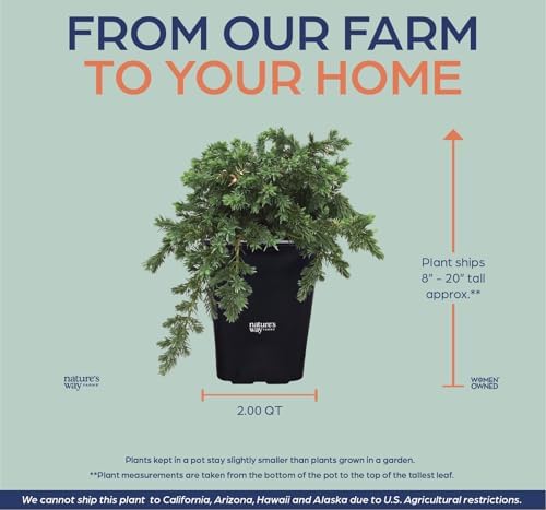 Nature’s Way Farms Juniper Blue Pacific Evergreen Outdoor Groundcover (8-20in Tall) in 2 Quart Grower Pot - Image 3