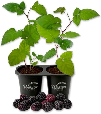 Kiowa BlackBerry Plant - 2 Live Starter Plants - Rubus - Edible Fruit Bearing Bush for Patio and Garden by WekivaFoliage