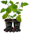 Kiowa BlackBerry Plant - 2 Live Starter Plants - Rubus - Edible Fruit Bearing Bush for Patio and Garden by WekivaFoliage