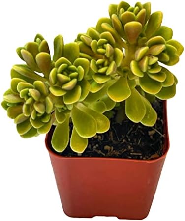 Live Succulent Cactus Plants (2" Pot Aeonium Irish Bouquet) - Image 5