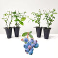 Live Legacy Blueberry Plants (4 Pack) – Northern Highbush Blueberry Bushes for Planting, Vigorous Growth, Late-Season Harvest, Suitable for Various Climates by FamPlants