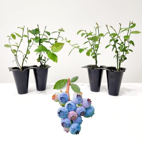 Live Legacy Blueberry Plants (4 Pack) – Northern Highbush Blueberry Bushes for Planting, Vigorous Growth, Late-Season Harvest, Suitable for Various Climates by FamPlants