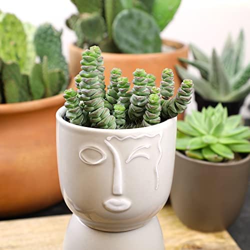 Altman Plants 3.5" Crassula Baby Necklace, Succulent Plants Live Succulents Plants Live Indoor Plants Live Houseplants Live Indoor House Plants Indoors Live Plants Outdoor Plants Live Succulent Plants - Image 3