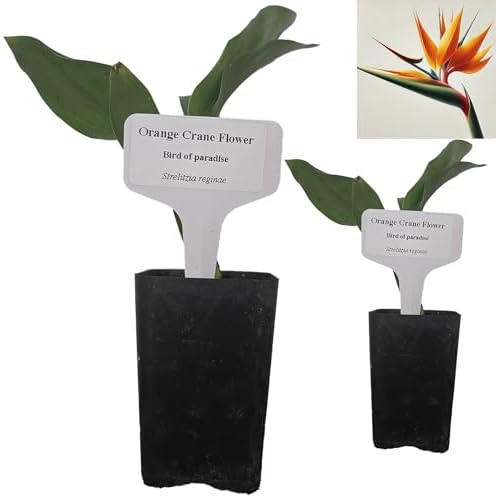 Daisy Ship Bird of Paradise Orange - Strelitzia Reginae - 2 x 2 inch Cups by DaisyShip
