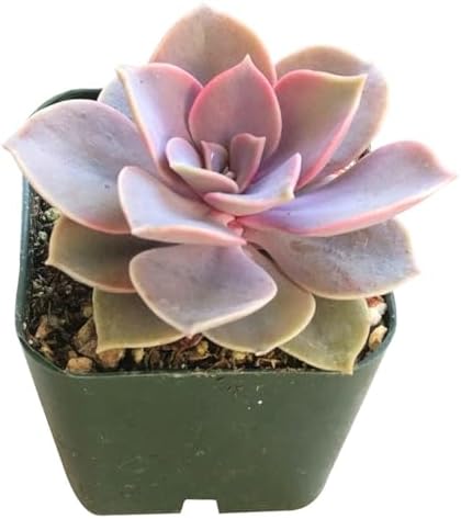Echeveria Perle Von Nurnberg - Colorful 2 inch Succulents - Live Mini Succulent Plants Fully Rooted, Easy Care Indoor and Outdoor, Home and Garden Decor, Wedding Party Favor - Image 3