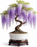 1 Wisteria Bonsai Starter Tree (1 Year Old Live Plant) – Wisteria Floribunda Seedling – Fast Growing Flowering Vine for Bonsai Training – Outdoor/Indoor Bonsai Tree Starter Kit Plant by CZGrain