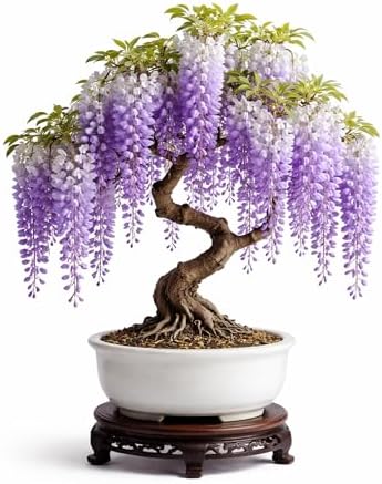 1 Wisteria Bonsai Starter Tree (1 Year Old Live Plant) – Wisteria Floribunda Seedling – Fast Growing Flowering Vine for Bonsai Training – Outdoor/Indoor Bonsai Tree Starter Kit Plant by CZGrain