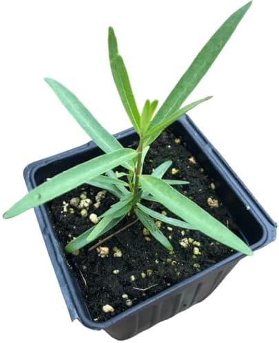 Smoke Camp Crafts Showy Milkweed (Asclepias speciosa) Organic Live Plant in 2.5-inch Pot by SmokeCampCrafts