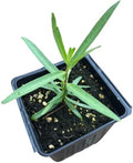 Smoke Camp Crafts Showy Milkweed (Asclepias speciosa) Organic Live Plant in 2.5-inch Pot by SmokeCampCrafts